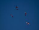 m airshow mik andersen056